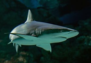 Sharks are often active before and after storms