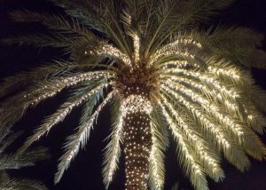 Firework lights in Palm Tree