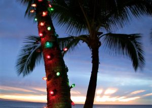 Vintage Christmas lights on a palm tree